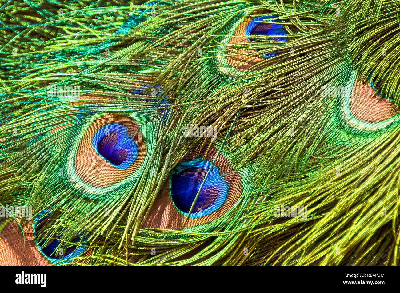 Close up de plumes de paon Banque D'Images