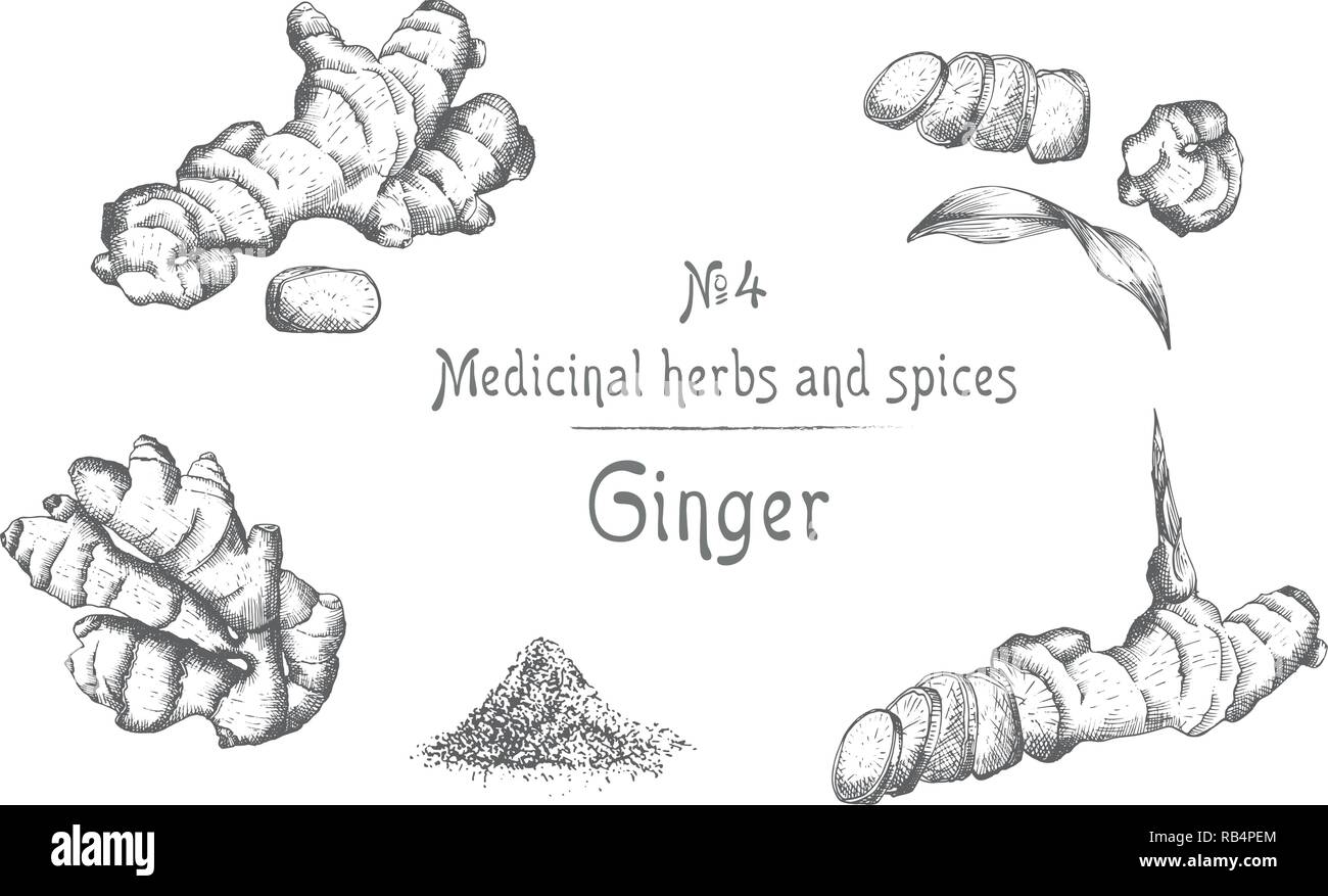 Mettre la main de racines de gingembre, vit et de fleurs en couleur noir isolé sur fond blanc. Retro vintage design graphique. botanical croquis dessin, gravure Illustration de Vecteur