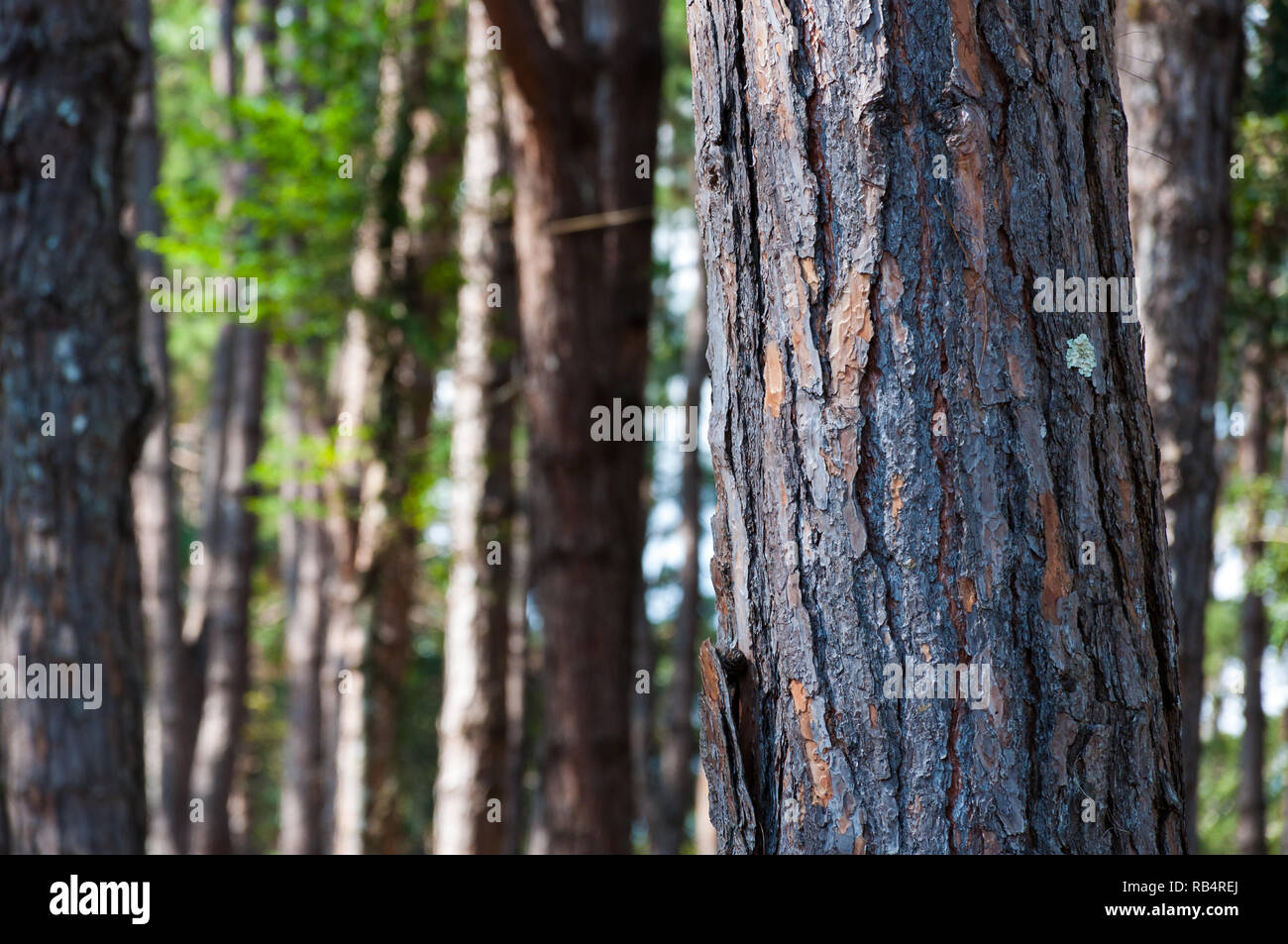 Close up Kesiya Pine Tree douce lumière arrière-plan flou, Pinus kesiya Royle ex Gordon Banque D'Images