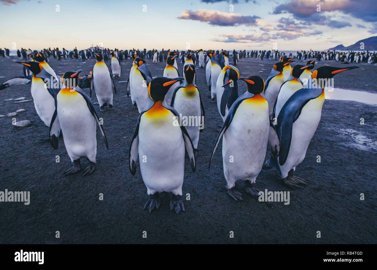 Des images incroyables, la capture d'une 'mer' de pingouins avec des centaines d'oiseaux à perte de vue. Les superbes clichés montrent les pingouins gatheri Banque D'Images