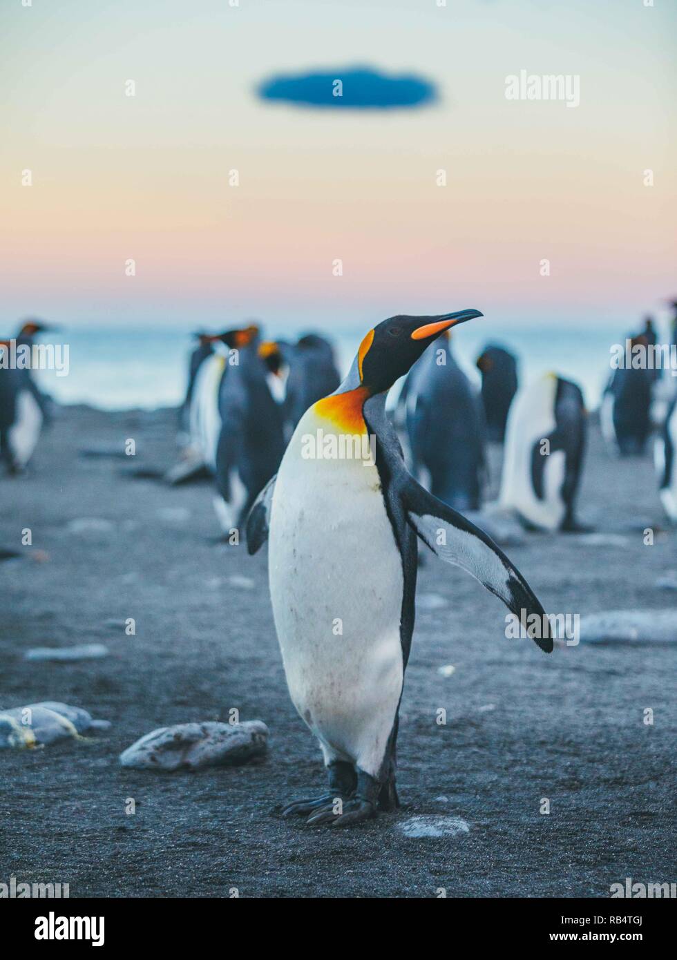 Des images incroyables, la capture d'une 'mer' de pingouins avec des centaines d'oiseaux à perte de vue. Les superbes clichés montrent les pingouins gatheri Banque D'Images