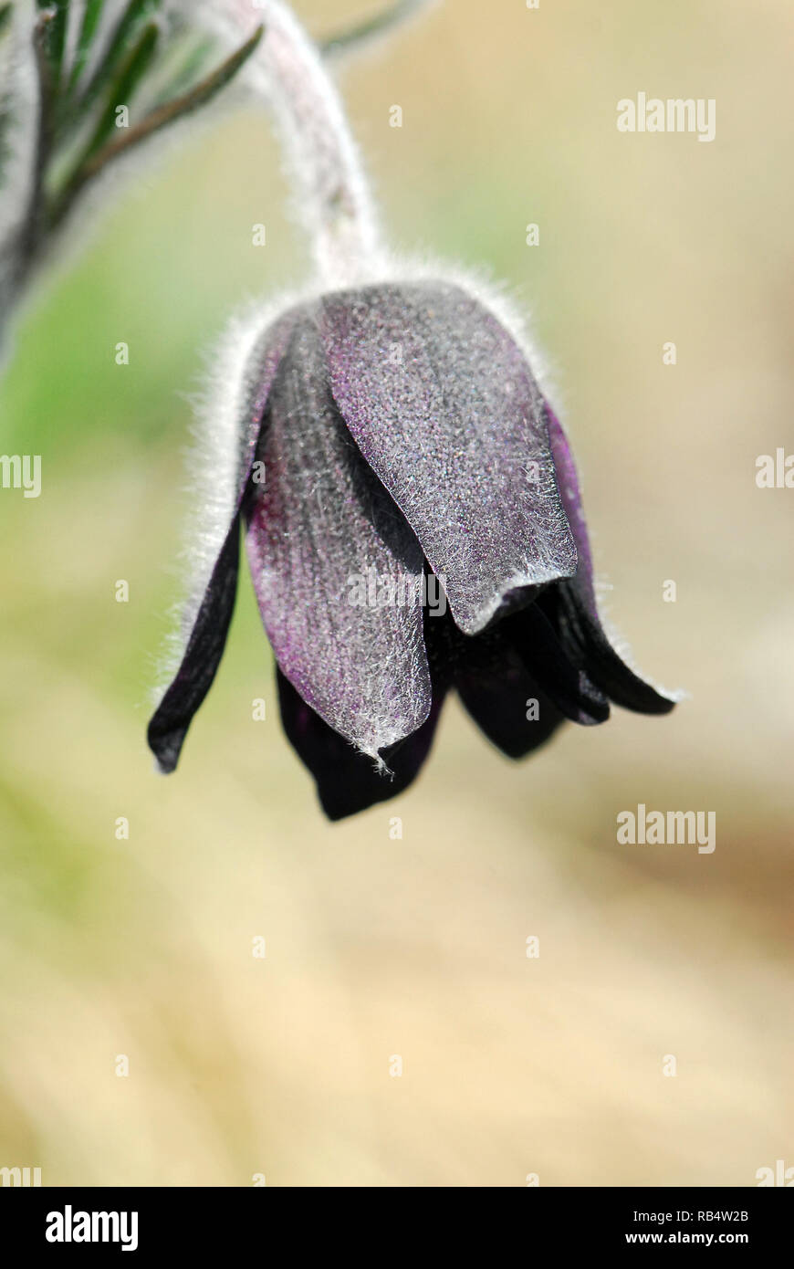 Petite fleur de pasque dans les montagnes de Velence en Hongrie. Pussatilla pratensis subsp. Nigricans, Wiesen-Kuhschelle, fekete kökörcsin Banque D'Images