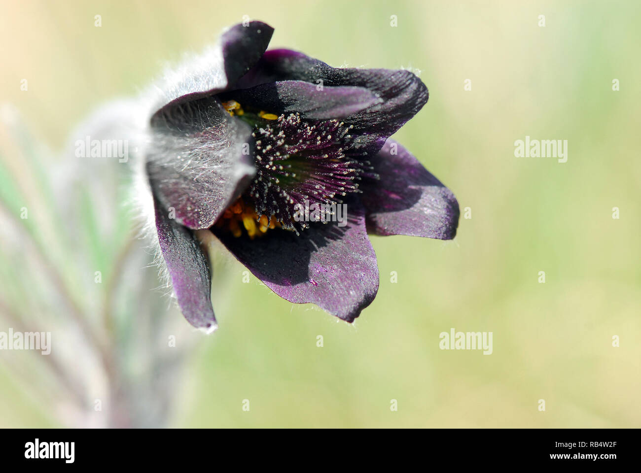 Petite fleur de pasque dans les montagnes de Velence en Hongrie. Pussatilla pratensis subsp. Nigricans, Wiesen-Kuhschelle, fekete kökörcsin Banque D'Images