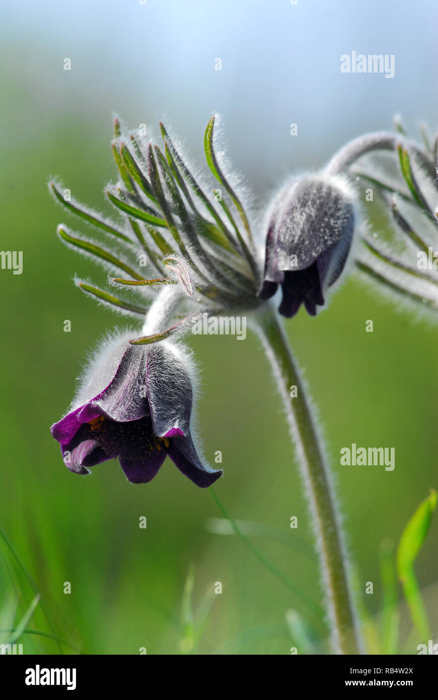 Petite fleur de pasque dans les montagnes de Velence en Hongrie. Pussatilla pratensis subsp. Nigricans, Wiesen-Kuhschelle, fekete kökörcsin Banque D'Images