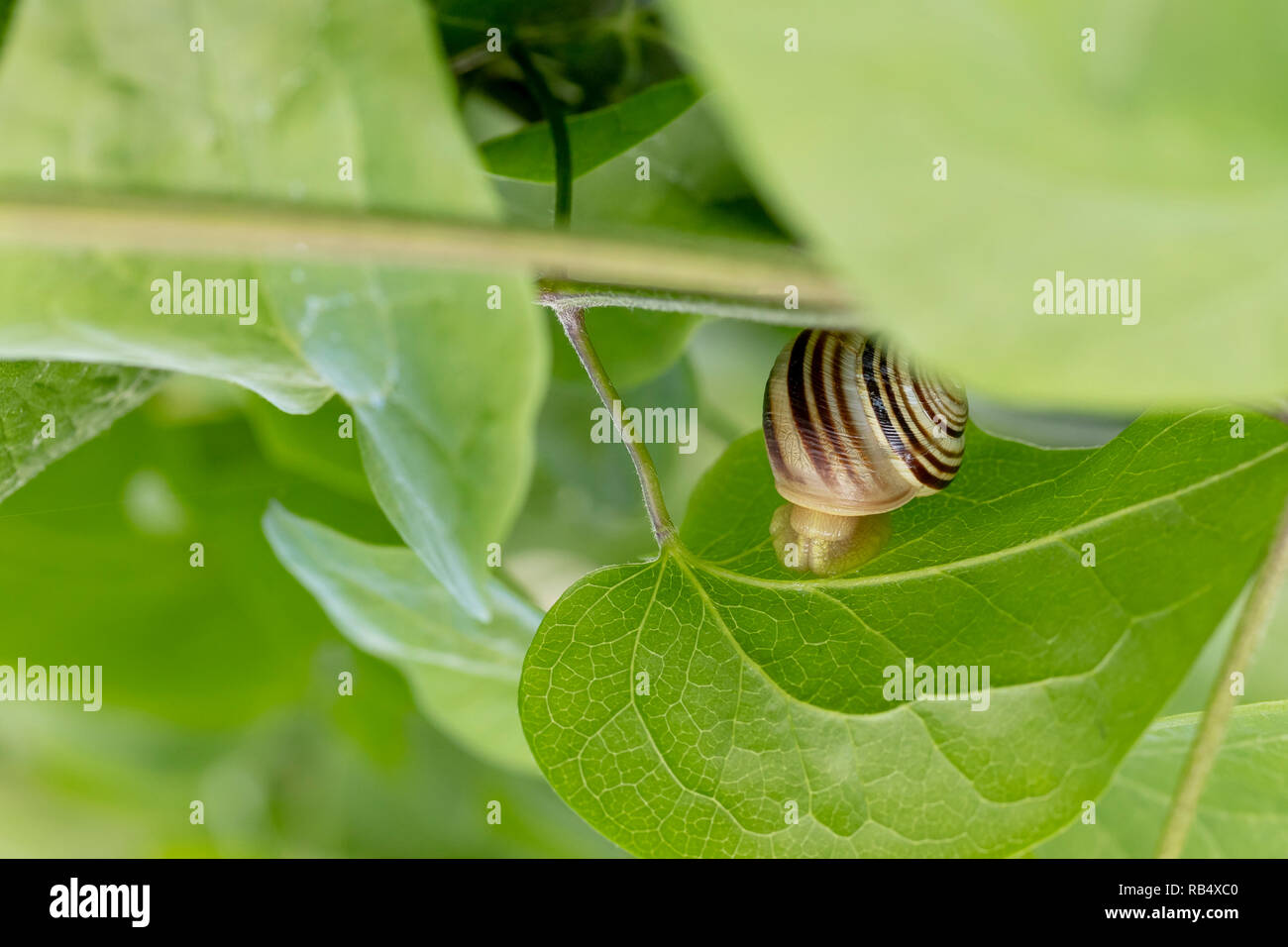 Petit, tout petit escargot entre les feuilles d'un arbre de près. Floue fond vert. Banque D'Images