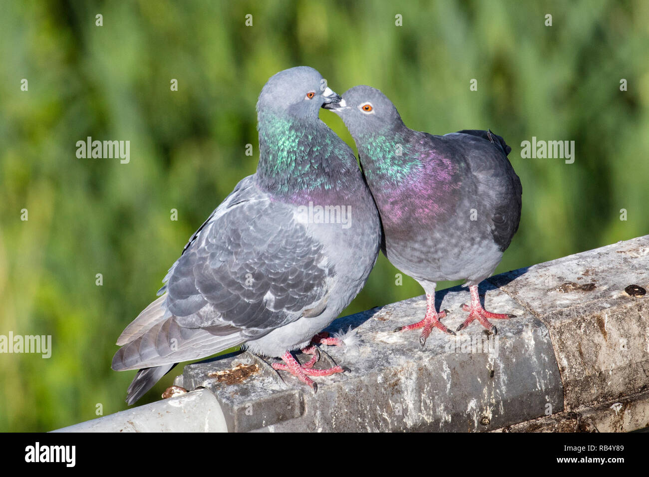 Les Pays-Bas, Amsterdam, IJburg, pigeons. courtshipping rock Banque D'Images