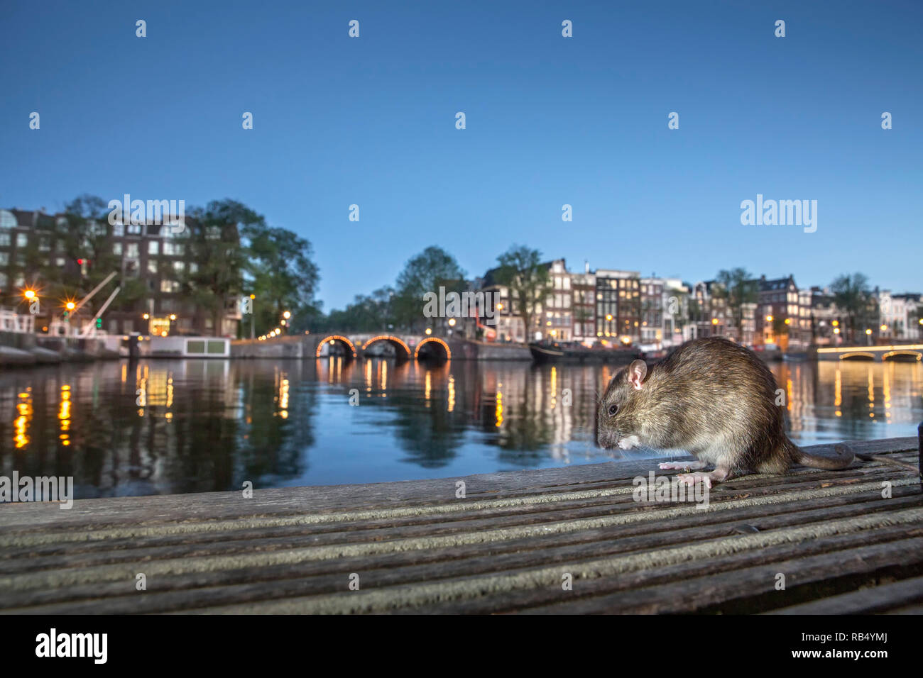 Les Pays-Bas, Amsterdam, le rat surmulot (Rattus norvegicus) sur jetée dans la rivière Amstel. Banque D'Images
