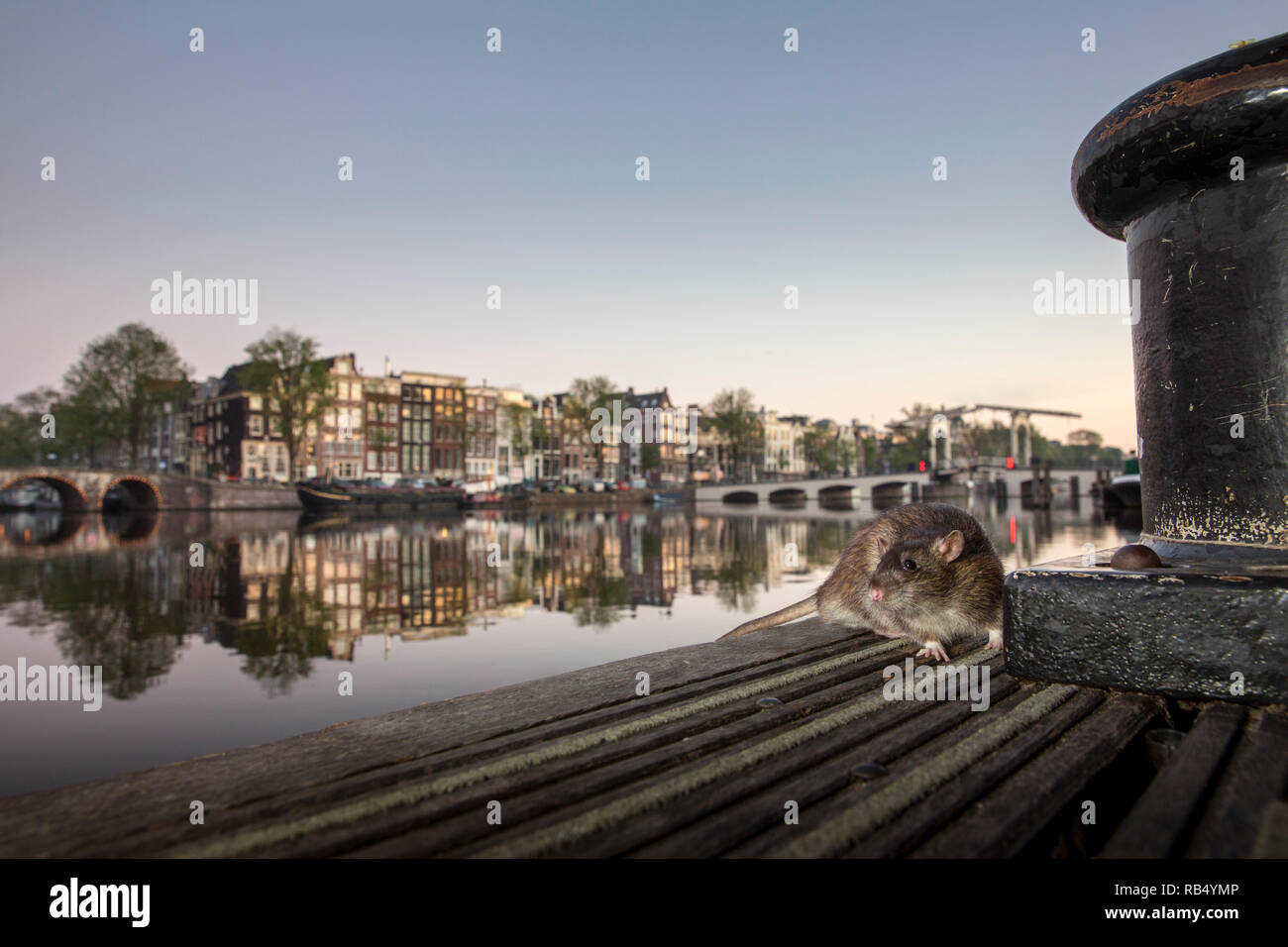 Les Pays-Bas, Amsterdam, le rat surmulot (Rattus norvegicus) sur jetée dans la rivière Amstel près de Skinny Bridge. Banque D'Images
