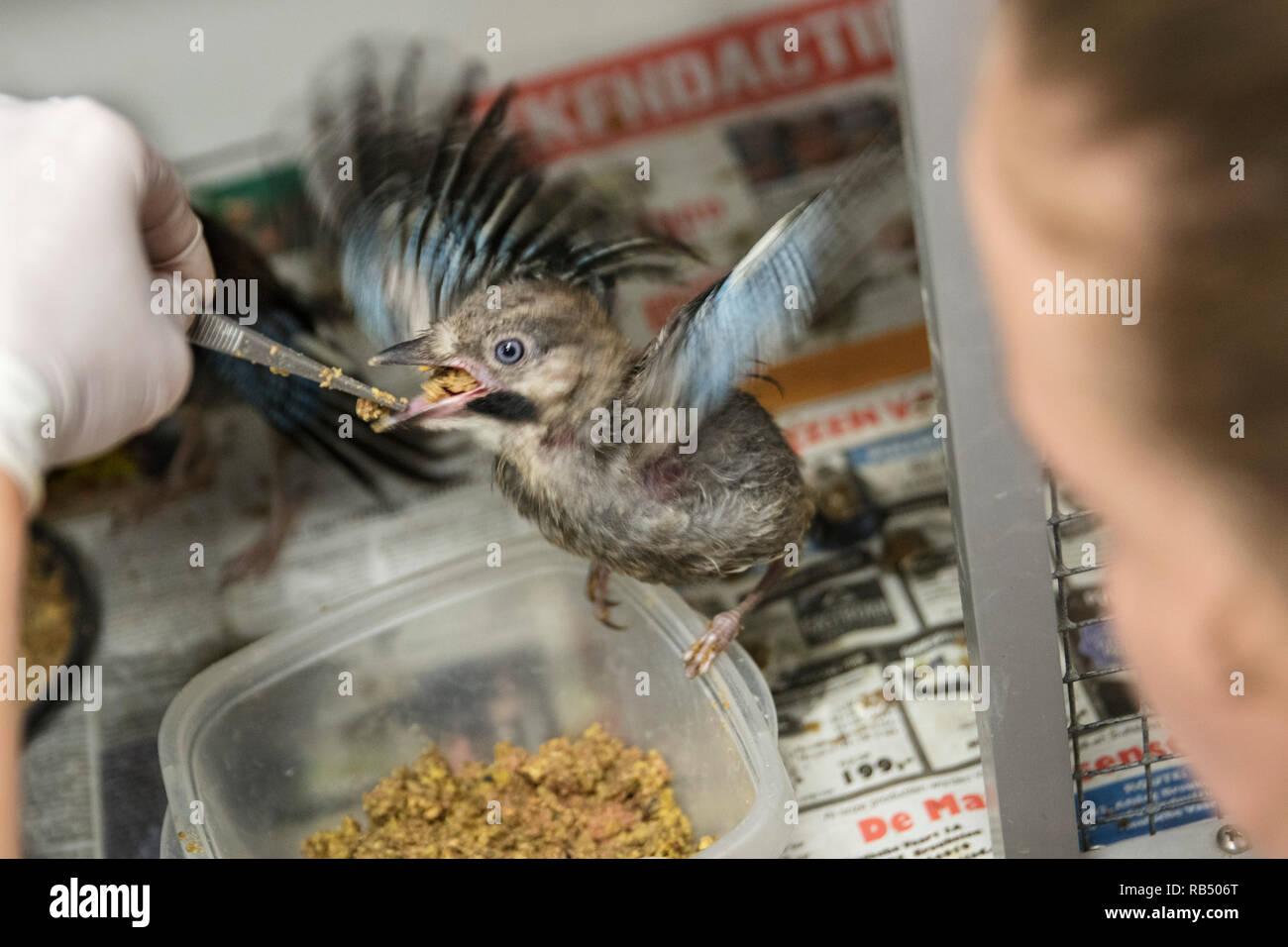 Les Pays-Bas, Amsterdam, le centre de sauvetage des animaux, Bijlmermeer. DeToevlucht Les jeunes Jay. Banque D'Images