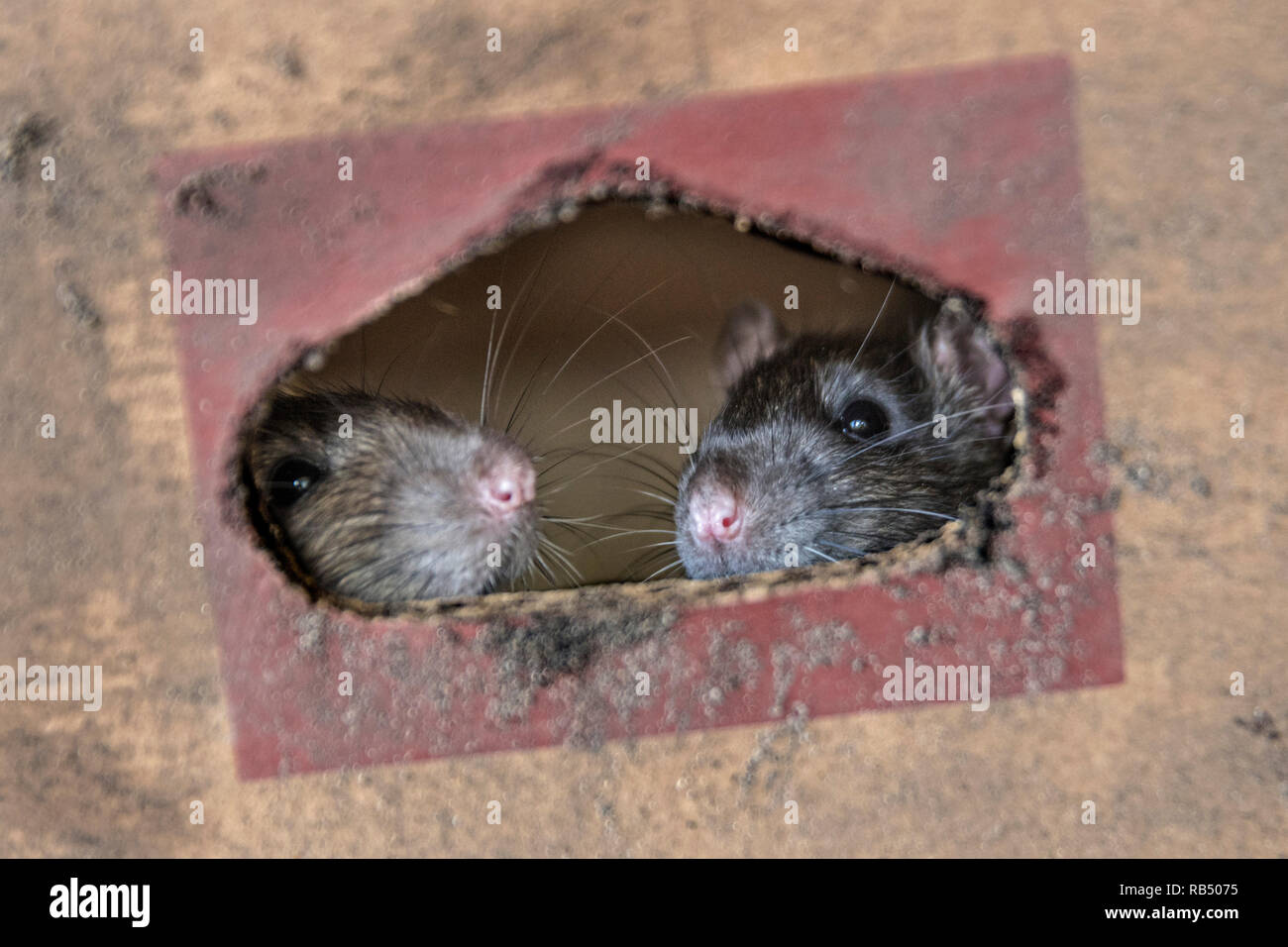 Les Pays-Bas, Amsterdam, le rat brun (Rattus norvegicus) en boîte carton. Banque D'Images