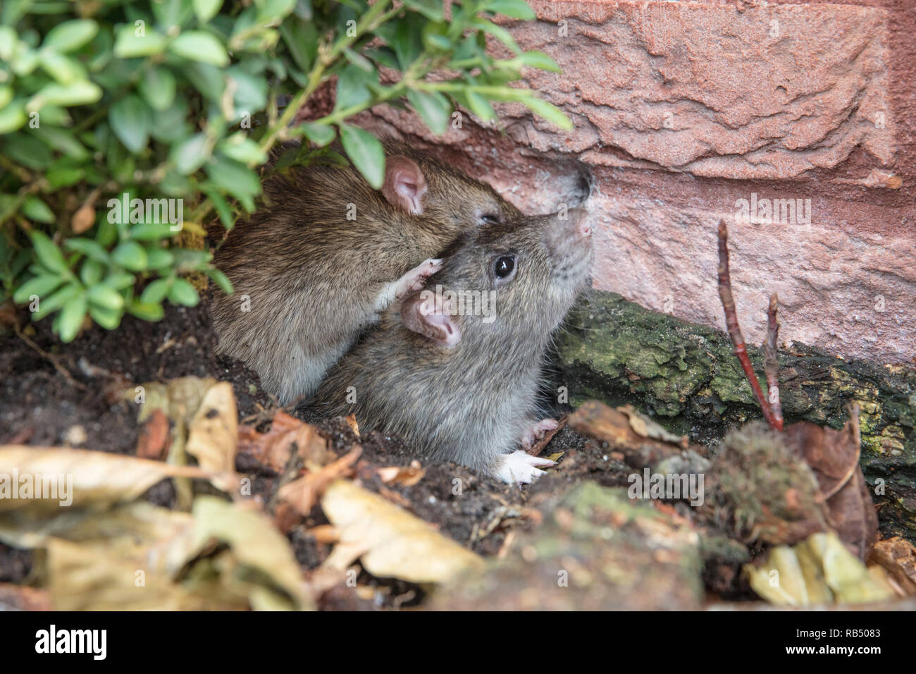 Les Pays-Bas, Amsterdam, le rat brun (Rattus norvegicus) près de la maison dans le jardin. Banque D'Images