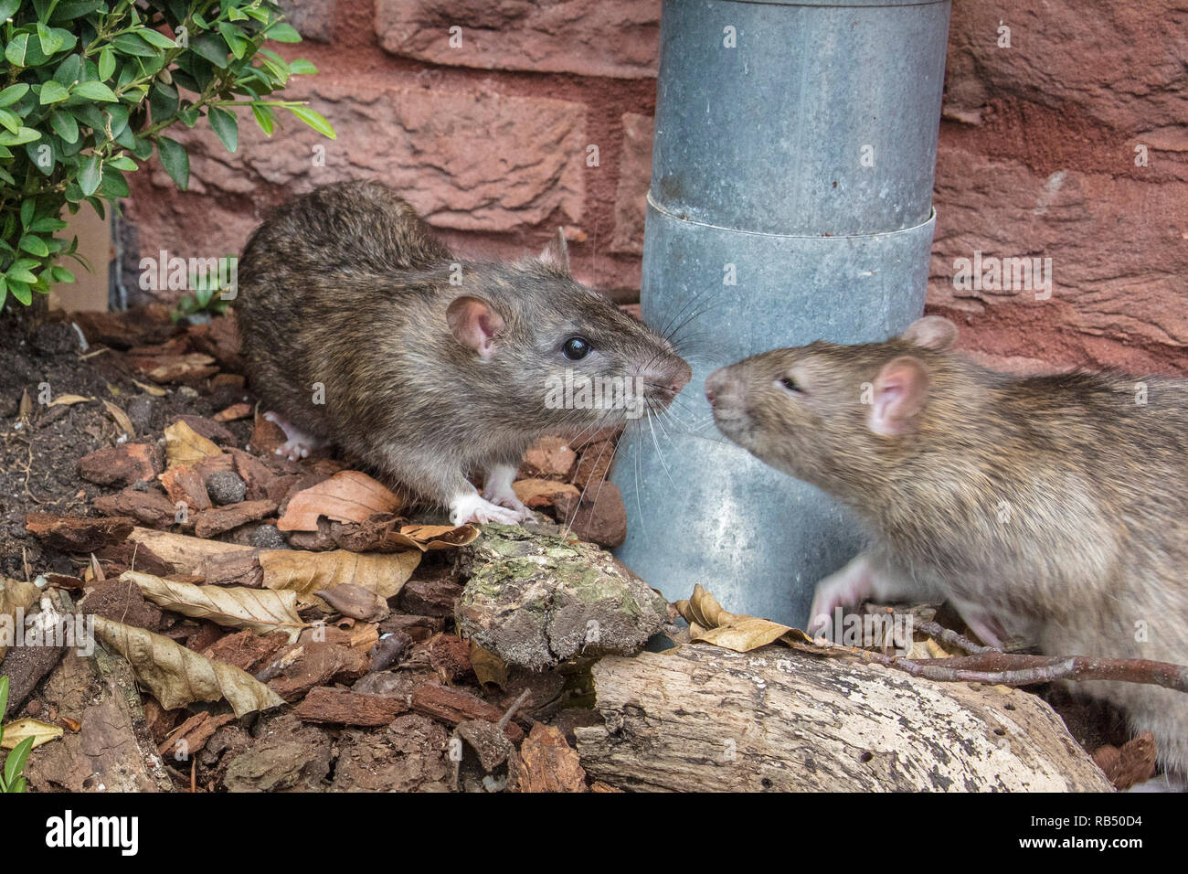 Les Pays-Bas, Amsterdam, le rat brun (Rattus norvegicus) près de la maison dans le jardin. Banque D'Images