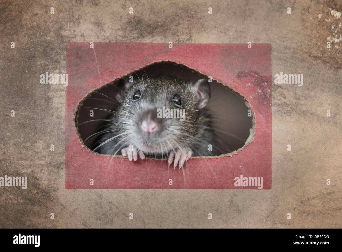 Les Pays-Bas, Amsterdam, le rat surmulot (Rattus norvegicus) en boîte carton. Banque D'Images