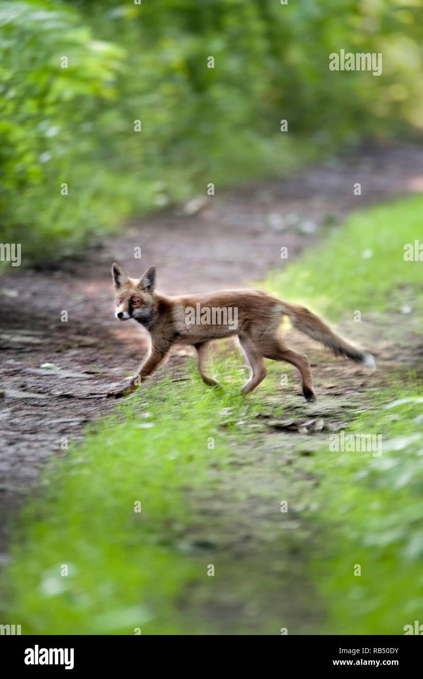 Les Pays-Bas, Amsterdam, Diemerpark nature reserve et parc de la ville. Les jeunes red fox crossing chemin. Banque D'Images