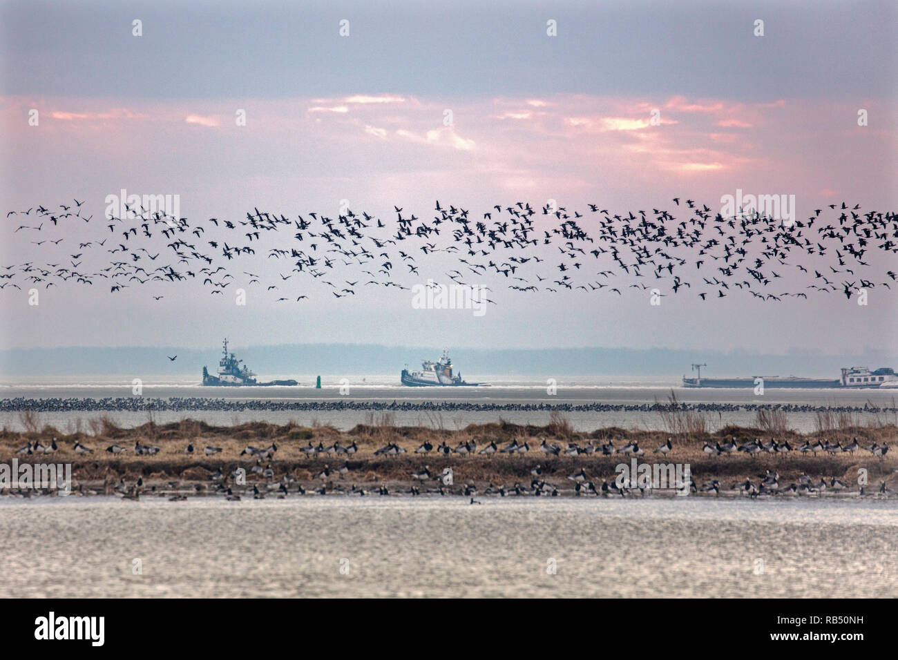 Les Pays-Bas, Amsterdam, de Durgerdam. IJmeer. L'hiver. La glace. La bernache nonnette (Branta leucopsis), volant et de repos dans l'eau ouverte. Engagé par les brise-glace Banque D'Images