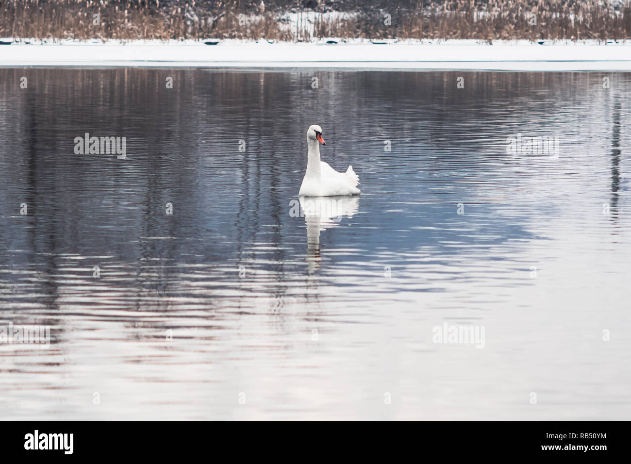 Les cygnes sauvages blanc en hiver l'eau glacée Banque D'Images