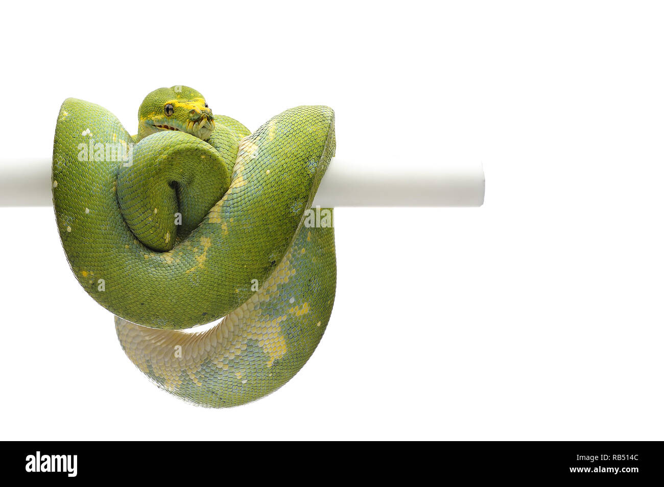 Green Tree python isolé sur fond blanc Banque D'Images