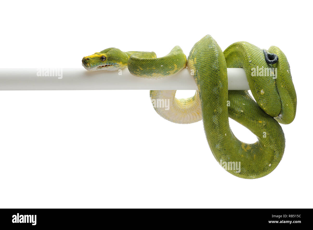 Green Tree python isolé sur fond blanc Banque D'Images