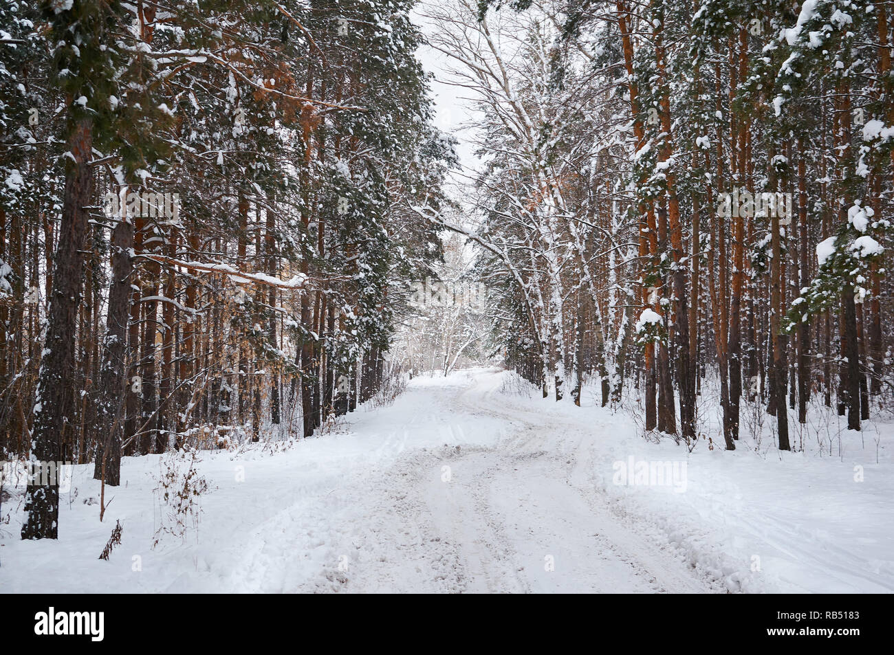 En hiver forêt enneigée. Paysage d'hiver. Banque D'Images