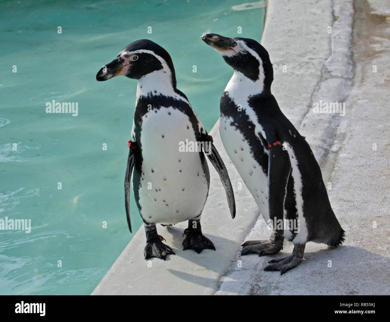 Les pingouins Humboldt (Spheniscus humboltii) Banque D'Images