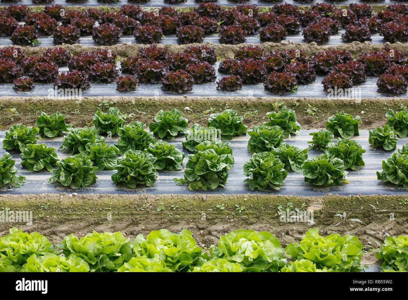 Champ avec des lignes de couleurs, la laitue pleinement généraux, prêt pour la récolte. L'industrie de l'Agriculture, des produits frais, la production de masse et commerciale trad Banque D'Images