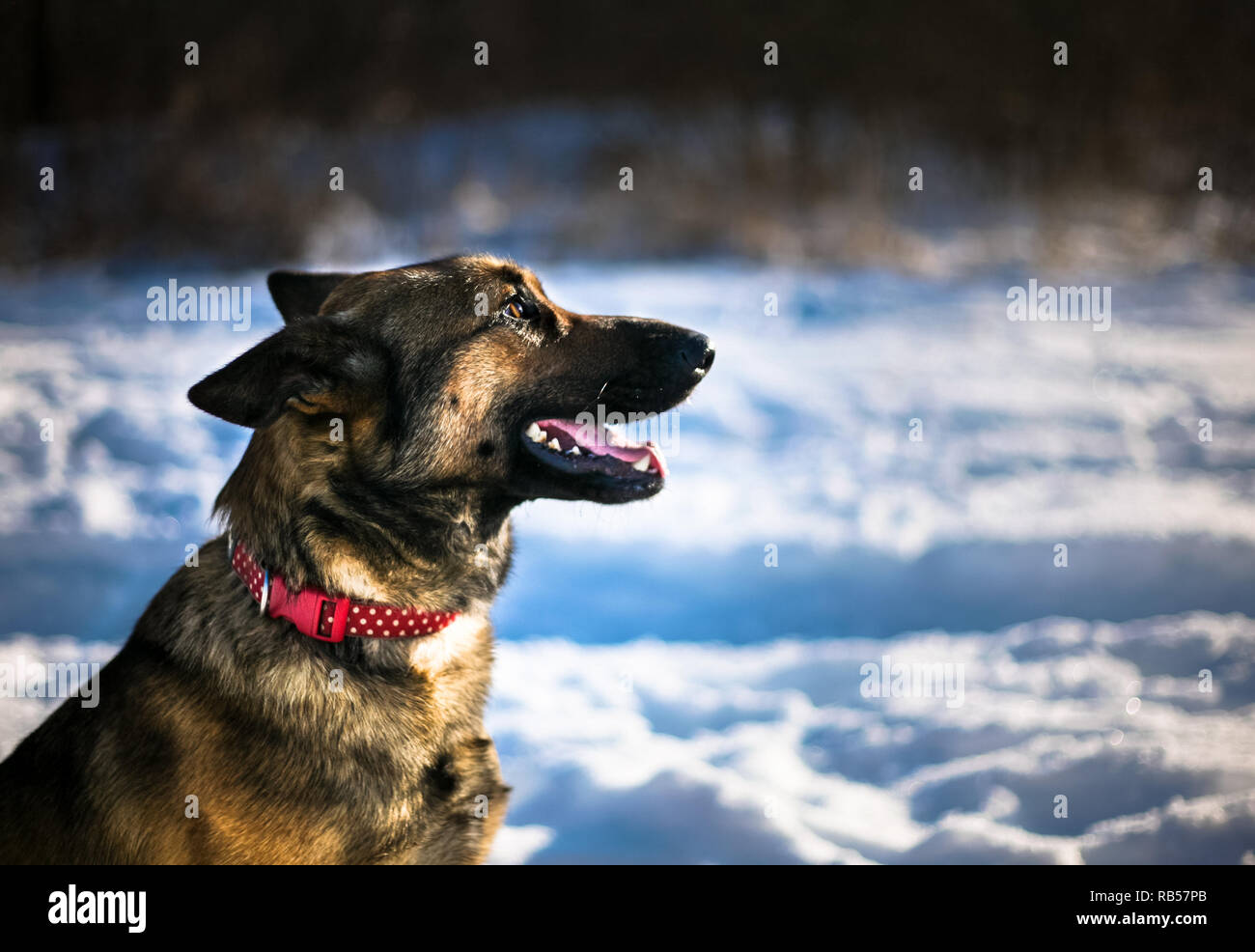 German Shepard portrait Banque D'Images