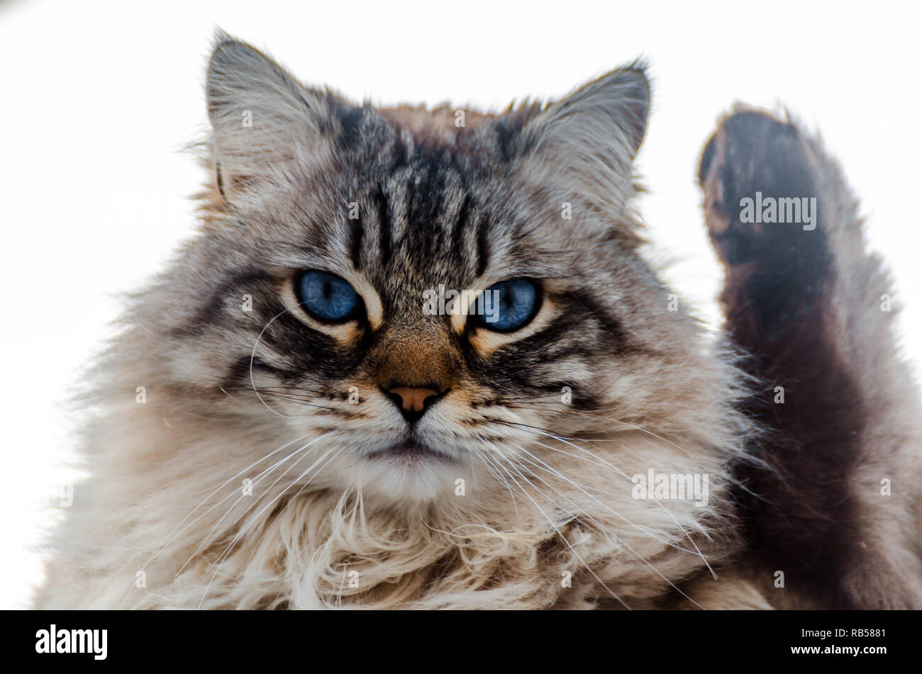 Magnifique Chat A Poil Long Aux Yeux Bleus Assis Dehors Animal Domestique Photo Stock Alamy
