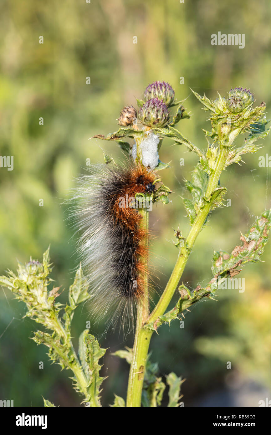 Les Pays-Bas, Amsterdam. IJburg district. Jardin de Caterpillar Tiger Moth ou grand Tiger Moth (Arctia caja). Banque D'Images