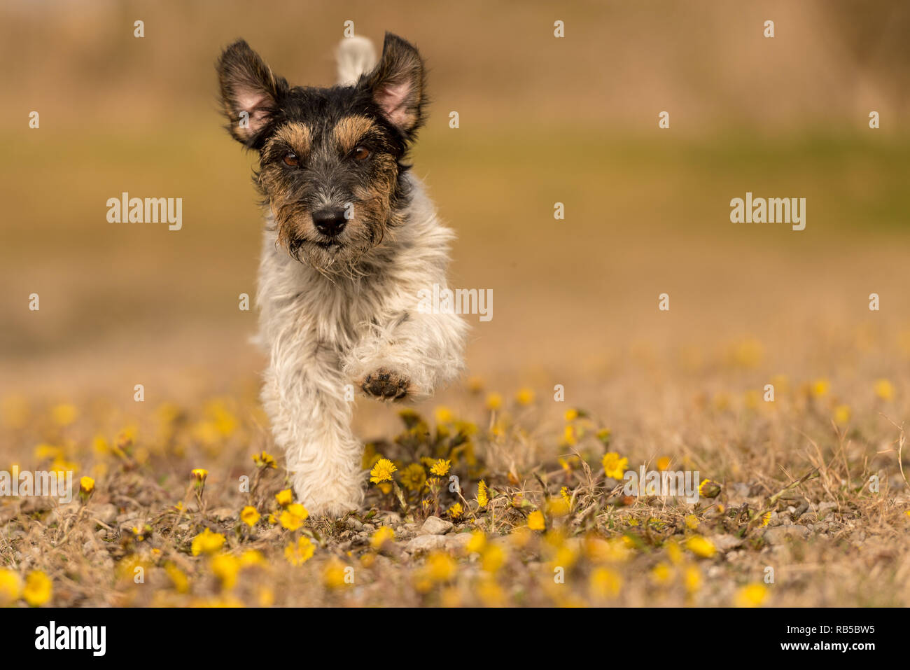 Petit chien court sur une prairie en fleurs au printemps - mignon chien Jack Russell Terrier, 3 ans, style de cheveux rough Banque D'Images