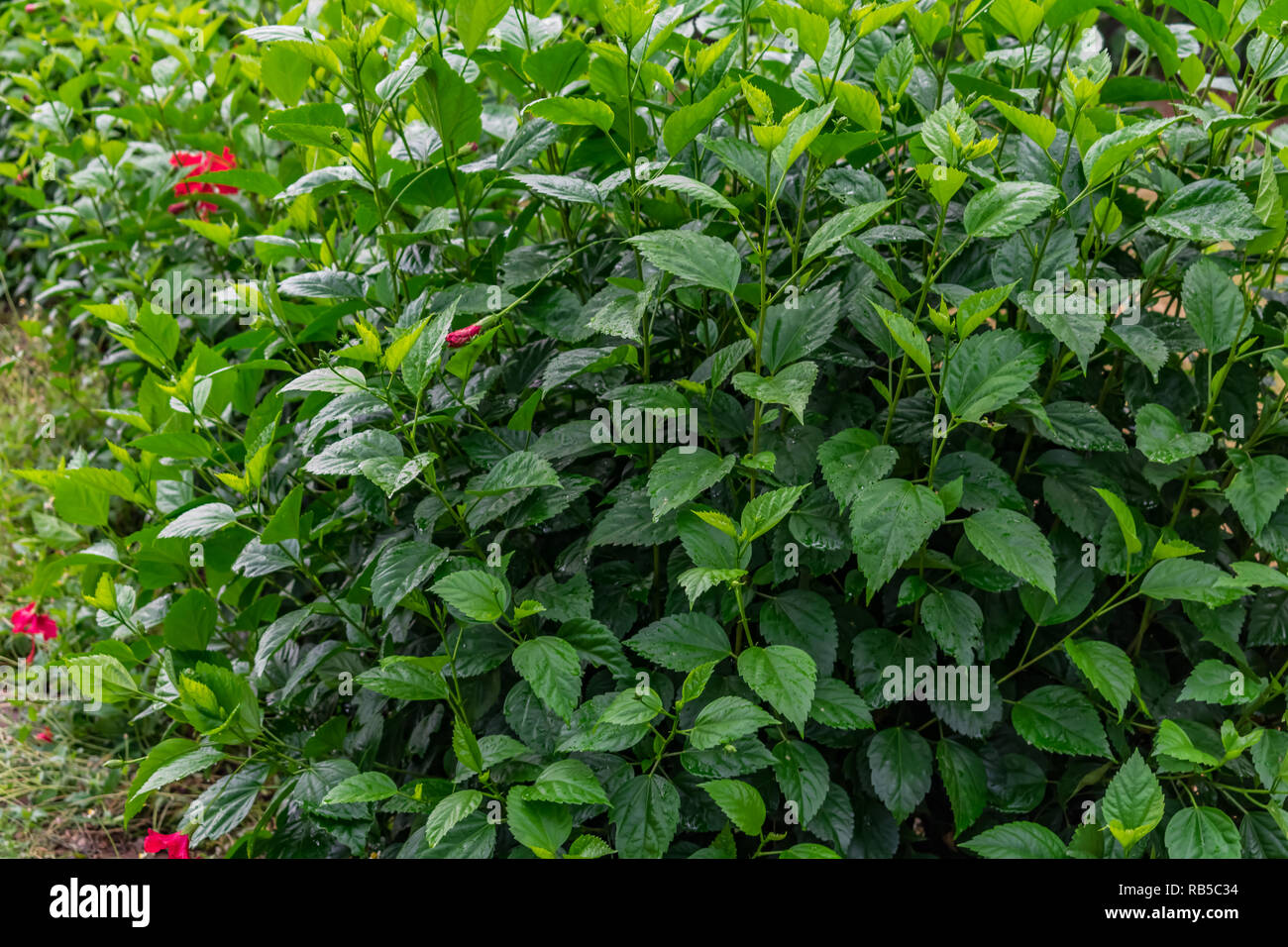 arbustes d'hibiscus vert frais avec des fleurs de feuilles avec un bourgeon après les gouttes d'eau de pluie qui ont l'air génial. Banque D'Images