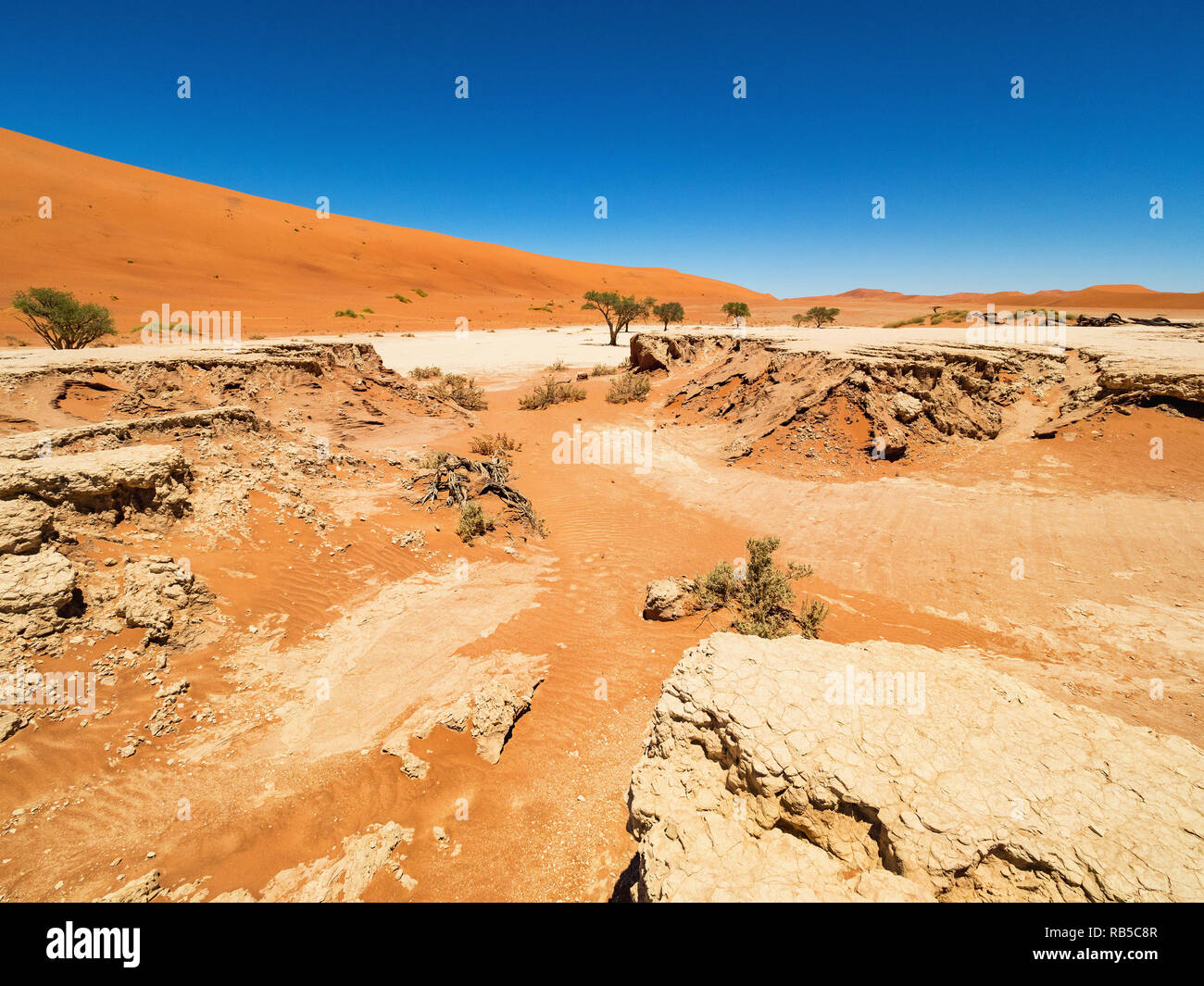 Paysage désertique avec dunes rouges et arbres Camelthorn morts et rootsat à Deadvlei Sossusvlei pan, sel. Le Parc National Namib Naukluft, Namibie Banque D'Images