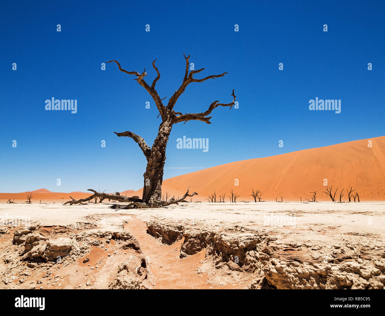 Camelthorn arbres morts et les racines contre dunes rouges et bleu ciel à Deadvlei Sossusvlei pan, sel. 450 ans, les arbres morts. Namib-Naukluft National Park Banque D'Images
