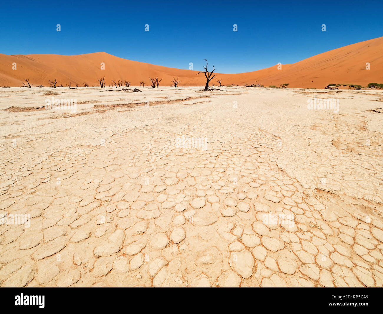 Arbres Camelthorn morts sol fissuré et contre les dunes rouges et bleu ciel à Deadvlei Sossusvlei pan, sel. 450 ans, les arbres morts. Namib-Naukluft Nati Banque D'Images