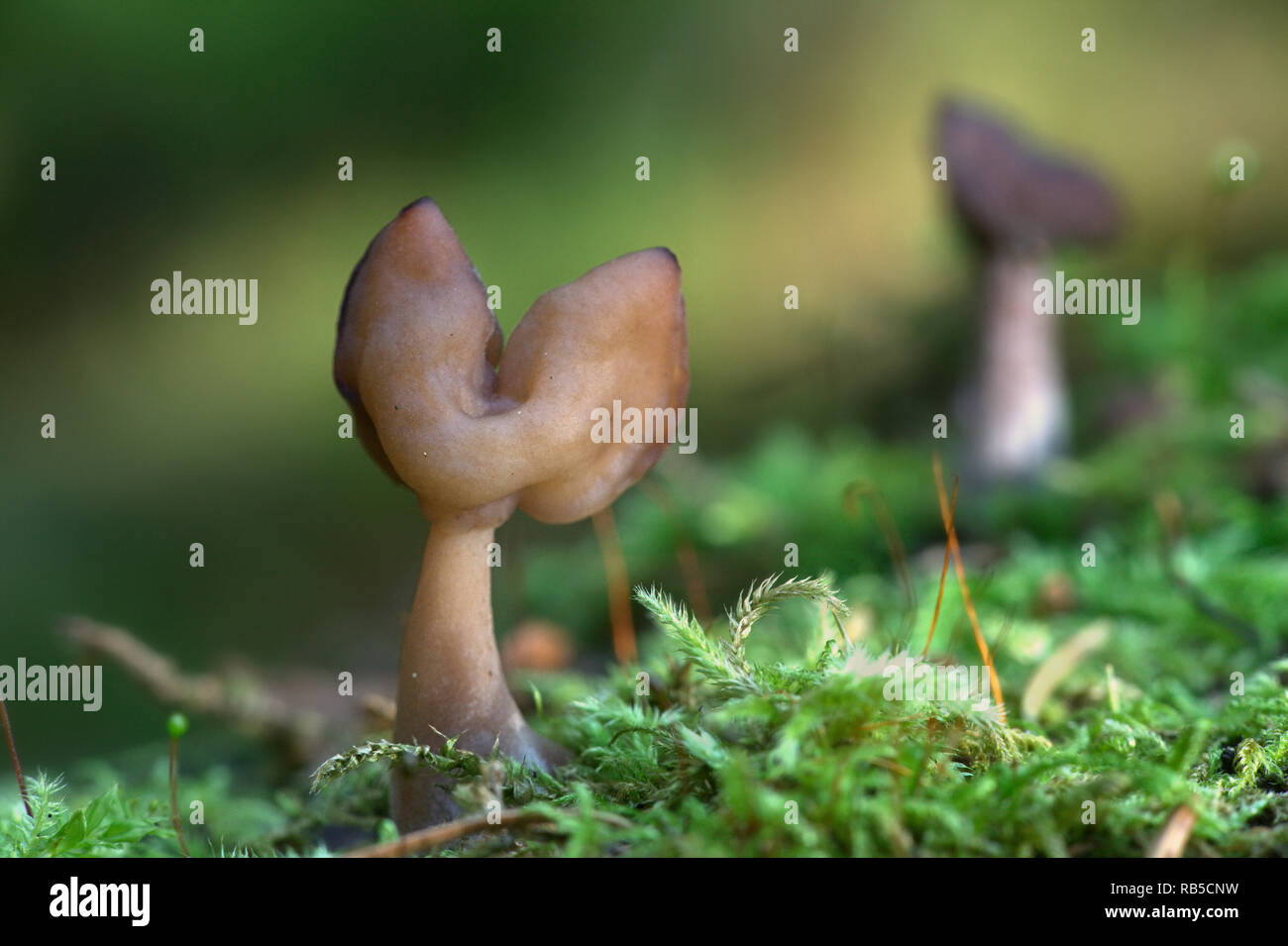 Gyromitra infula, communément connue sous le nom de false à capuchon morel ou l'elfin saddle Banque D'Images