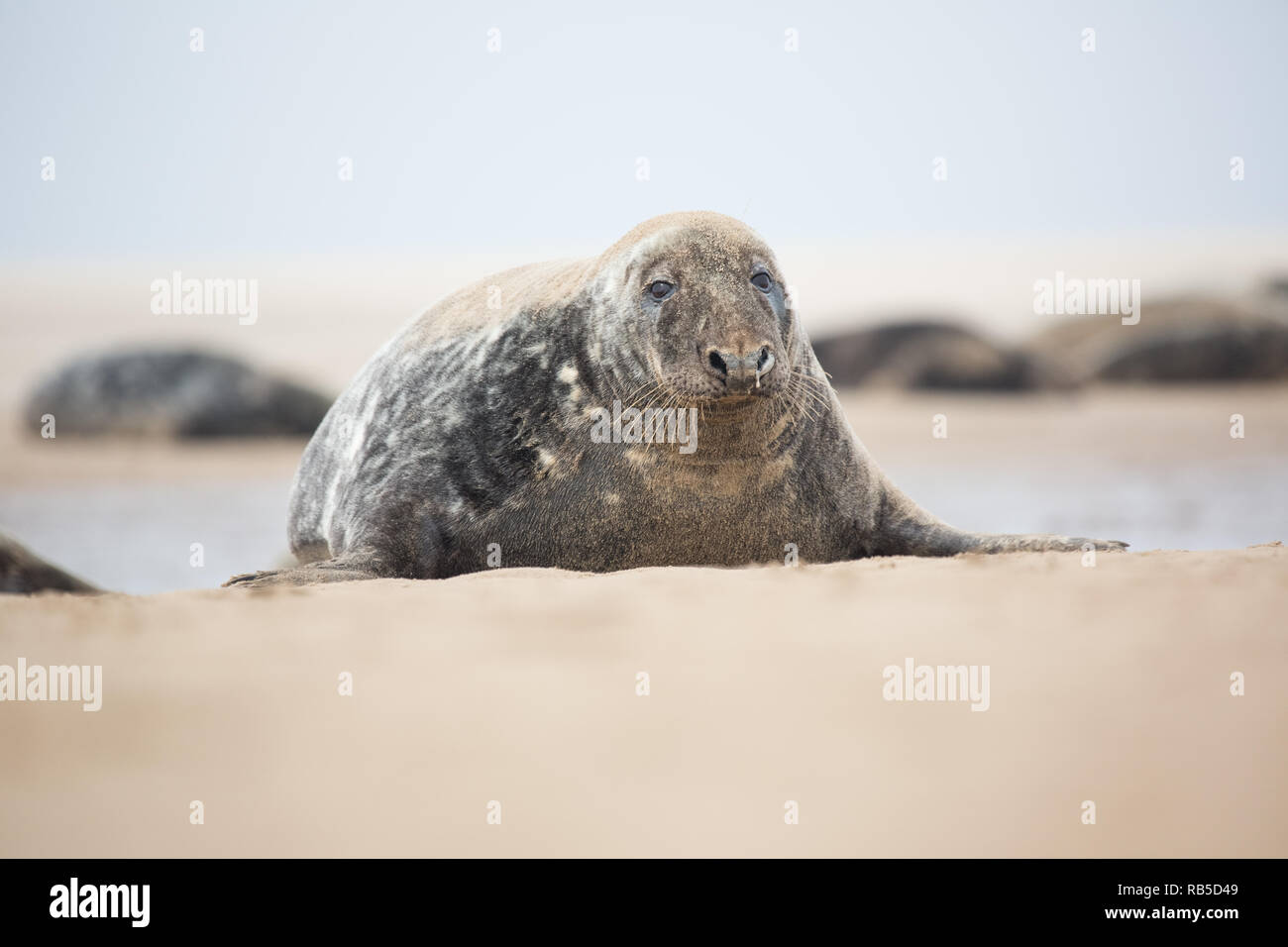 Le phoque gris Donna Nook Beach dans le Lincolnshire, au Royaume-Uni. Banque D'Images