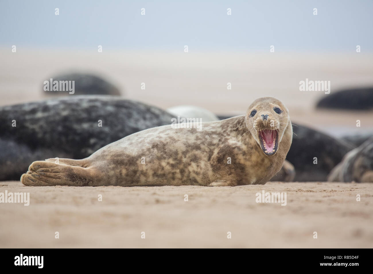 Le phoque gris Donna Nook Beach dans le Lincolnshire, au Royaume-Uni. Banque D'Images