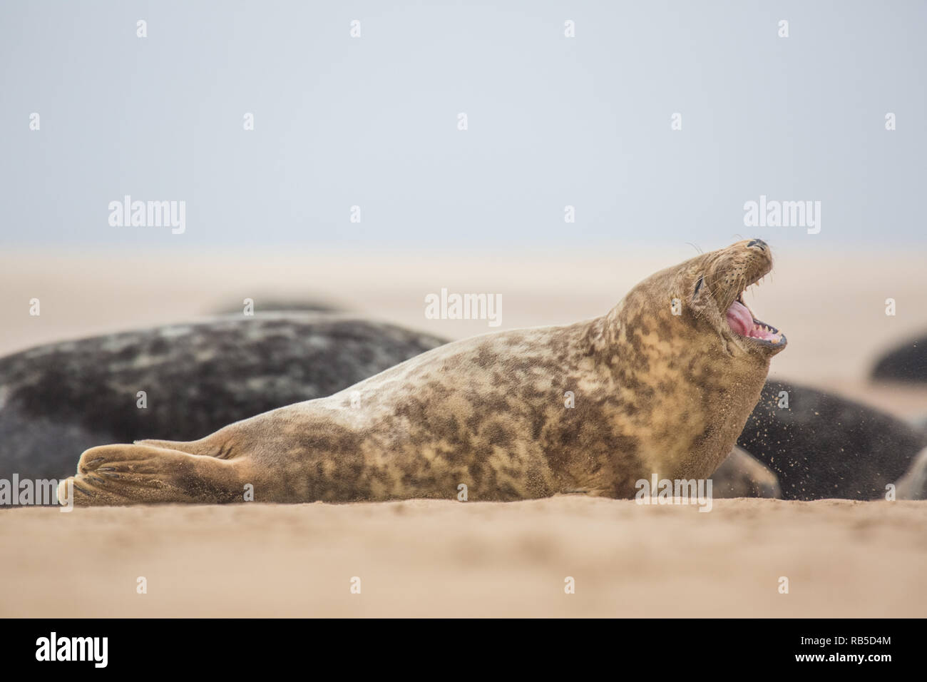 Le phoque gris Donna Nook Beach dans le Lincolnshire, au Royaume-Uni. Banque D'Images