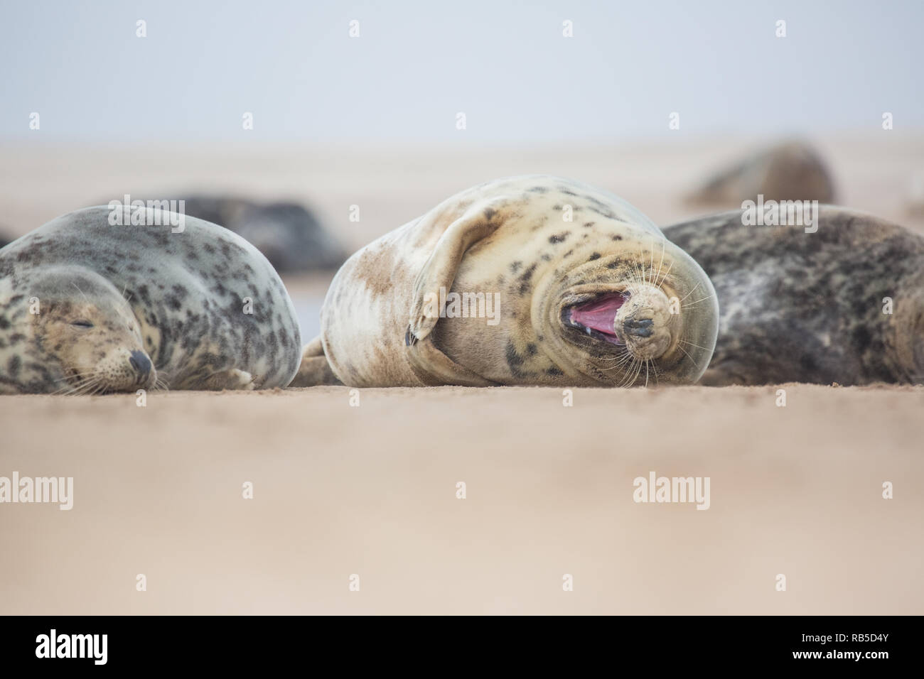 Le phoque gris Donna Nook Beach dans le Lincolnshire, au Royaume-Uni. Banque D'Images