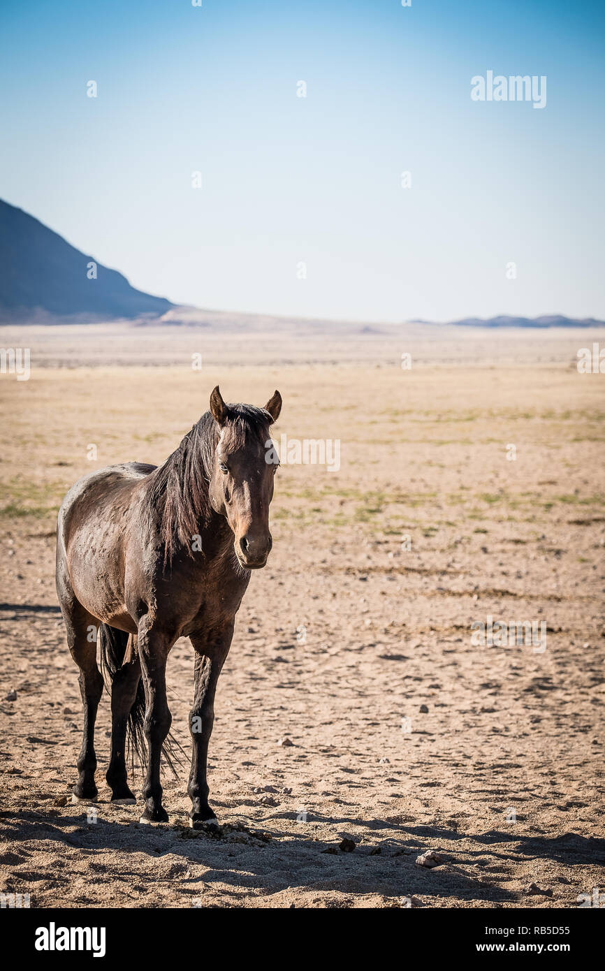 Les Chevaux du désert en Namibie Banque D'Images