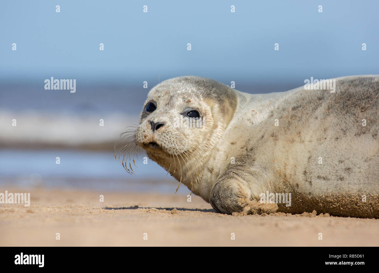 Bébé phoque commun sur Donna Nook Beach dans le Lincolnshire, au Royaume-Uni. Banque D'Images