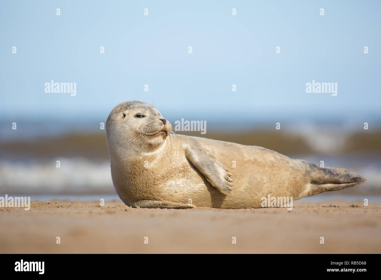 Bébé phoque commun sur Donna Nook Beach dans le Lincolnshire, au Royaume-Uni. Banque D'Images