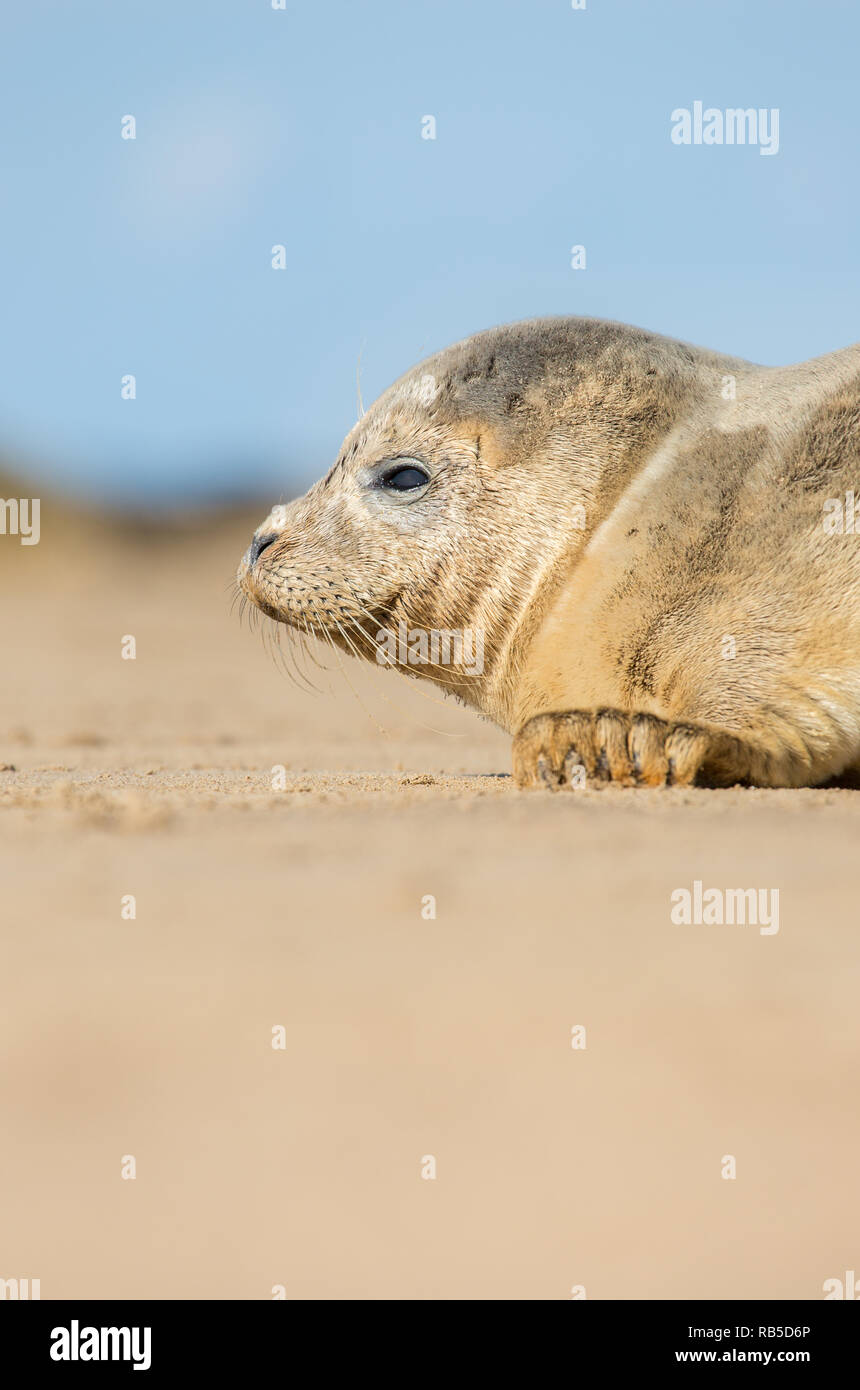 Bébé phoque commun sur Donna Nook Beach dans le Lincolnshire, au Royaume-Uni. Banque D'Images