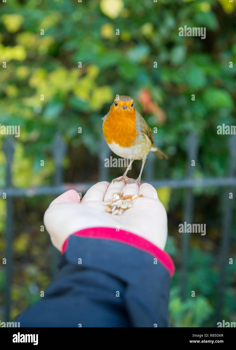 L'alimentation à la main un Robin dans Hyde Park, Londres. Banque D'Images