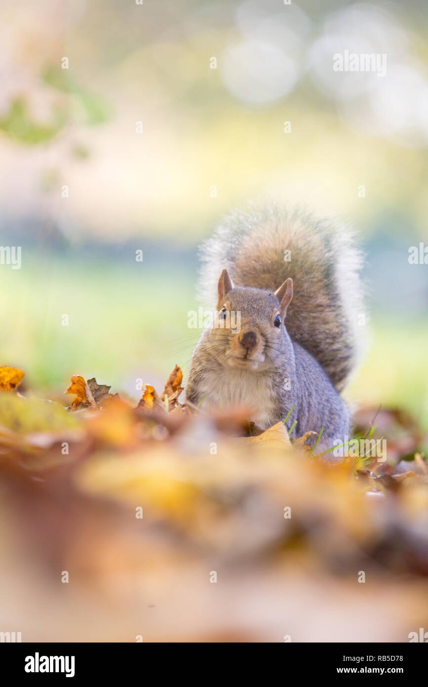 L'écureuil gris dans Hyde Park Londres Banque D'Images