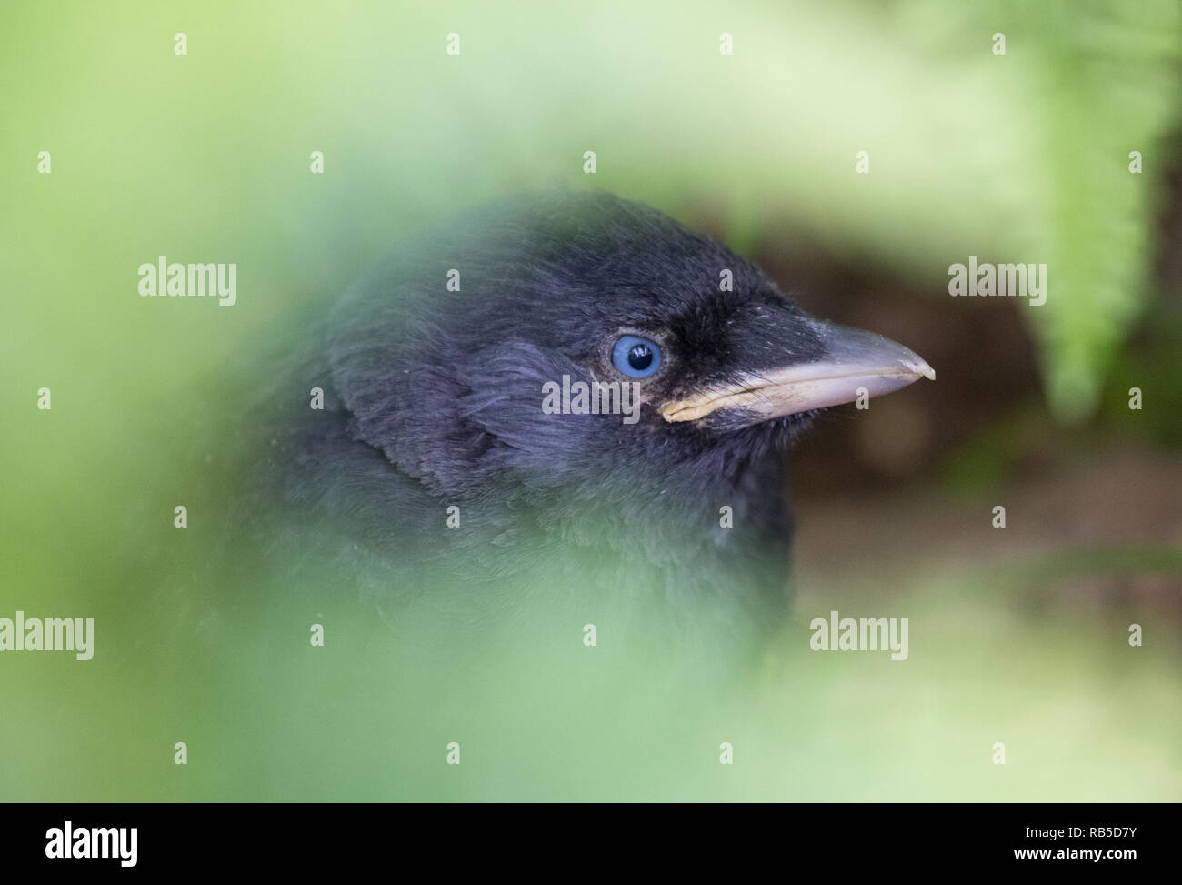 Bebe Corbeau Banque D Image Et Photos Alamy