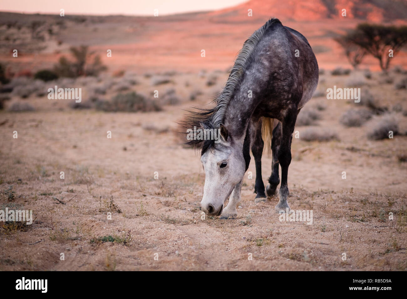 Les Chevaux du désert en Namibie Banque D'Images
