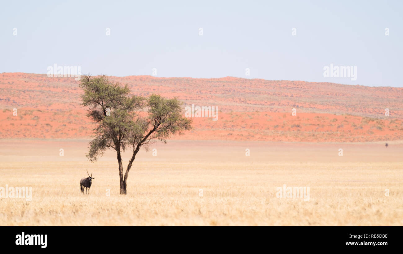 Oryx sous un arbre en Namibie Banque D'Images