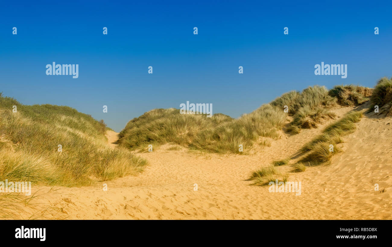 Gros plan sur la dune de Camber Sands Beach, East Sussex, Royaume-Uni Banque D'Images