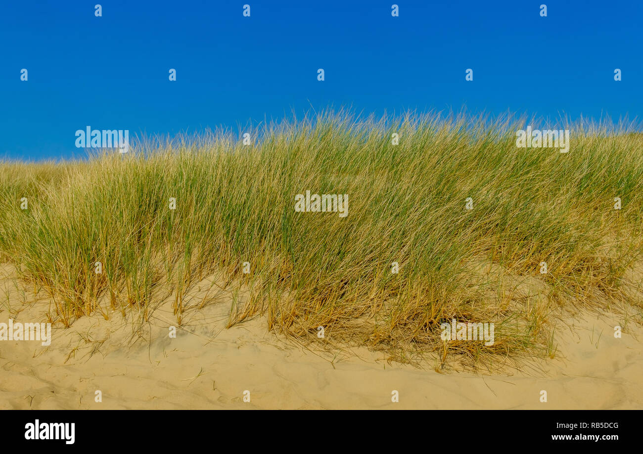 Gros plan sur la dune de Camber Sands Beach, East Sussex, Royaume-Uni Banque D'Images