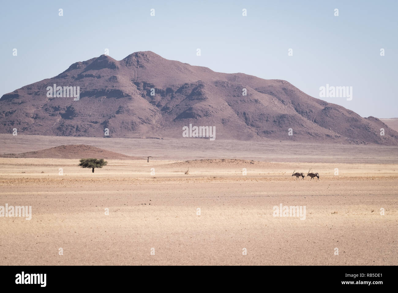 Oryx dans le désert en Namibie Banque D'Images